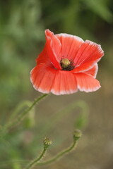Fototapeta premium red poppy flower