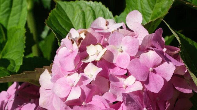 Pink hydrangea blooms in summer sunlight