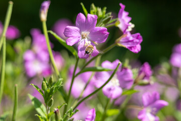 A bee is hovering over a cluster of purple flowers