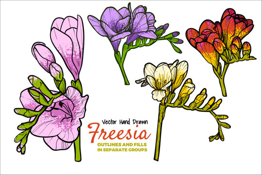 Hand drawn vector freesia flowers set. Colorful spring flowers isolated on a white background with flowers, buds on stems. All outline and fill are in separate groups. 