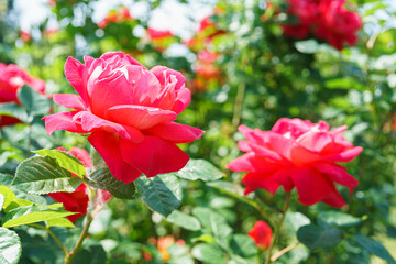 Beautiful blooming pink rose flower close up on roses bush background
