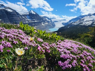 Obraz premium flowers in the mountains