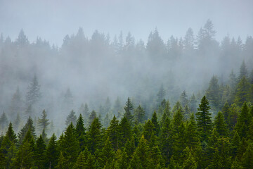 Misty Evergreen Forest Canopy Aerial View