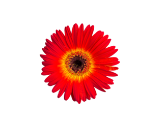 red gerbera isolated on white