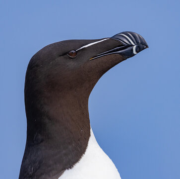 Extreme close up of the black and white razorbill with its unique beak
