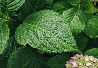 Large brght green leaves of a hydrangea bush with large rain drops. Natural background.