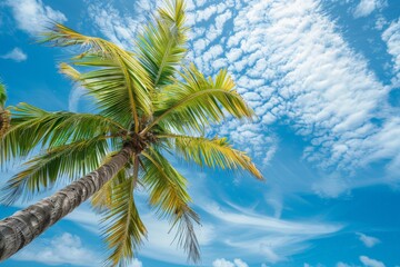 Palm Tree Against a Blue Sky with White Clouds