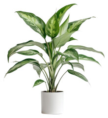 PNG  Elegant indoor potted green plant