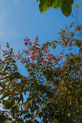 leaves against blue sky