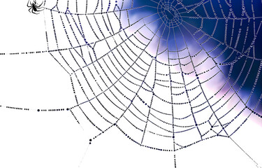 Obraz premium Spider web black with transparent background