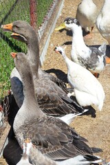 two ducks on the beach