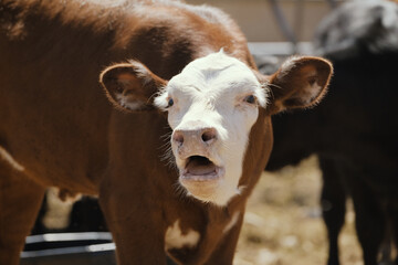 Calf cow on ranch bawling and mooing closeup.