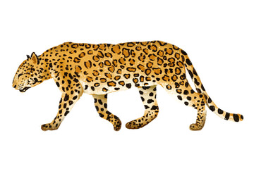 Leopard Hand drawn illustration on a transparent background in front of a tree with spots, wild feline predator, portrait of a dangerous big cat