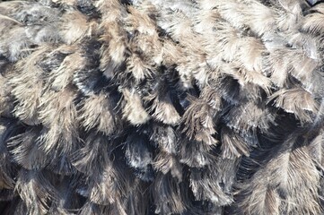 fur texture