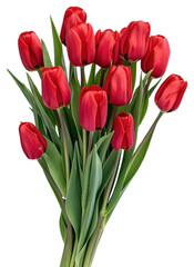 Fototapeta premium PNG Vibrant red tulips bouquet