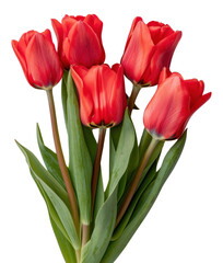 Fototapeta premium PNG Vibrant red tulips bouquet