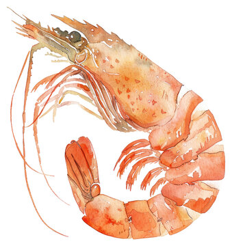 watercolor shrimp orange crustacean isolated clip art preview