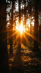 Obraz premium Sunlight streams through trees in a forest at sunset