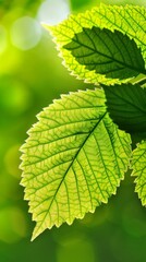 A single, lush leaf bathed in sunlight against a blurred green background
