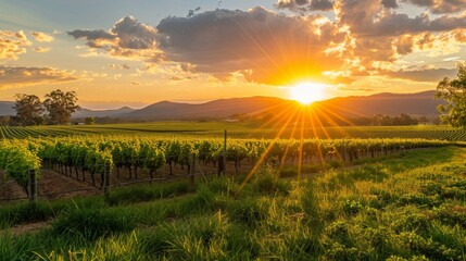 A picturesque hop farm with a wooden fence and rows of trellised hop vines stretching into the distance