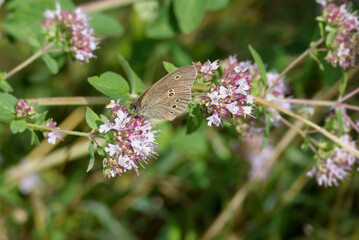Ringlet (Aphantopus hyperantus) butterfly sitting on a pink flower in Zurich, Switzerland