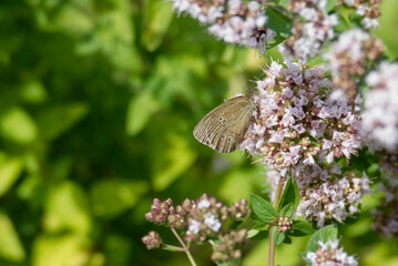 Ringlet (Aphantopus hyperantus) butterfly sitting on a pink flower in Zurich, Switzerland