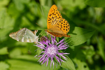 Silver-washed Fritillary butterfly (Argynnis paphia) sitting on pink flower in Zurich, Switzerland