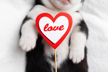 Adorable Puppy Holding a Love Heart Sign, Perfect for Valentines Day