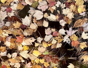 Fallen leaves randomly on water