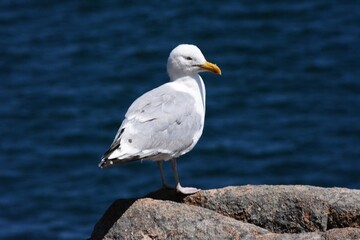 Fototapeta premium Sea gull sits on rock