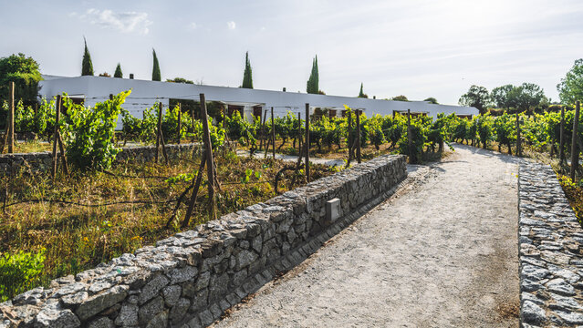 A scenic vineyard with lush green grapevines growing on trellises, surrounded by stone walls and a dirt path. The background features a modern white building and tall cypress trees, under a clear sky