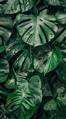 Close-up of rainforest leaves covered in dew drops