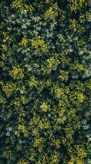 Forest floor covered in yellow flowers