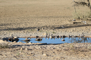 Doves at Nossob Bird Hide Waterhole