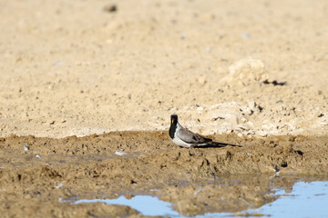 Namaqua dove (Oena capensis) at a waterhole in the Kgalagadi Park in the Kalahari