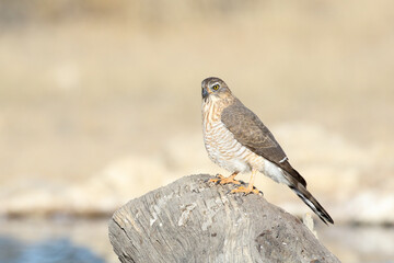 Juvenile Gabar Goshawk (Micronisus gabar)