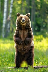 Obraz premium Standing Tall: A Brown Bear in a Forest Clearing