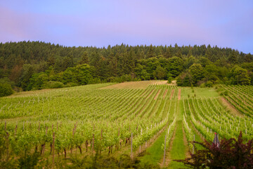 Fototapeta premium Wine Vineyards in Scenic Rebland Baden-Baden Countryside at Sunset