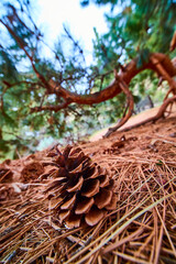 Pine Cone on Forest Floor Close-Up with Pine Tree Trunk in Background