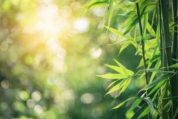 bamboo real photo forest background sunny day sun flare background