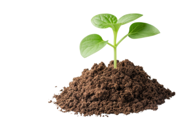 Young green plant sprouting from soil pile against a white background, symbolizing growth, nature, and ecological concepts.
