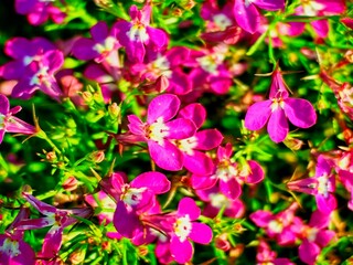 Fototapeta premium Lobelia in the garden
