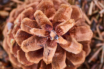 Close-Up of Mature Pine Cone Texture and Patterns