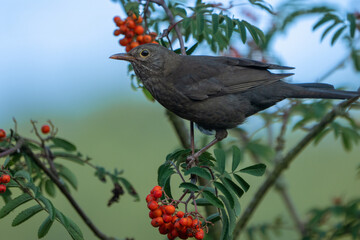 Amsel am Vogelbeerbaum