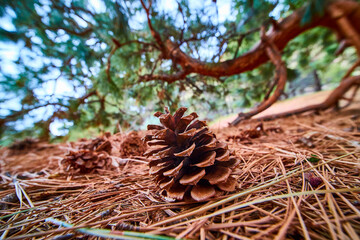 Intimate Pine Cone Close-up on Forest Floor in Oregon Forest