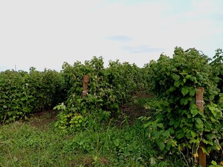 Fototapeta premium Raspberry plantation with green bushes tied between wooden columns. Growing raspberries on an industrial scale under the open sky.