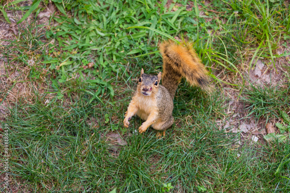 Sticker The fox squirrel (Sciurus niger), also known as the eastern fox squirrel or Bryant's fox squirre