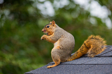 The fox squirrel (Sciurus niger), also known as the eastern fox squirrel or Bryant's fox squirrel 