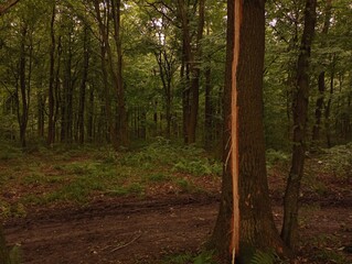 Fototapeta premium A forest landscape with an oak tree struck by lightning. A tree trunk with a thin strip of damaged bark.
