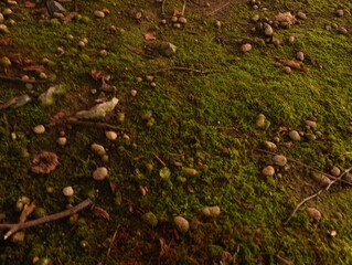 Old industrial background. The concrete is overgrown with green moss with expanded clay scattered on top.